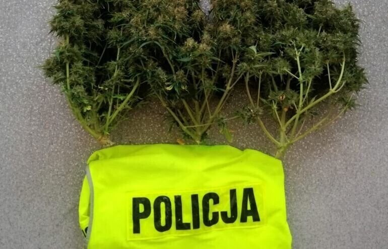 Piotrkowianin miał w domu 136 gramów marihuany i grzyby halucynogenne
