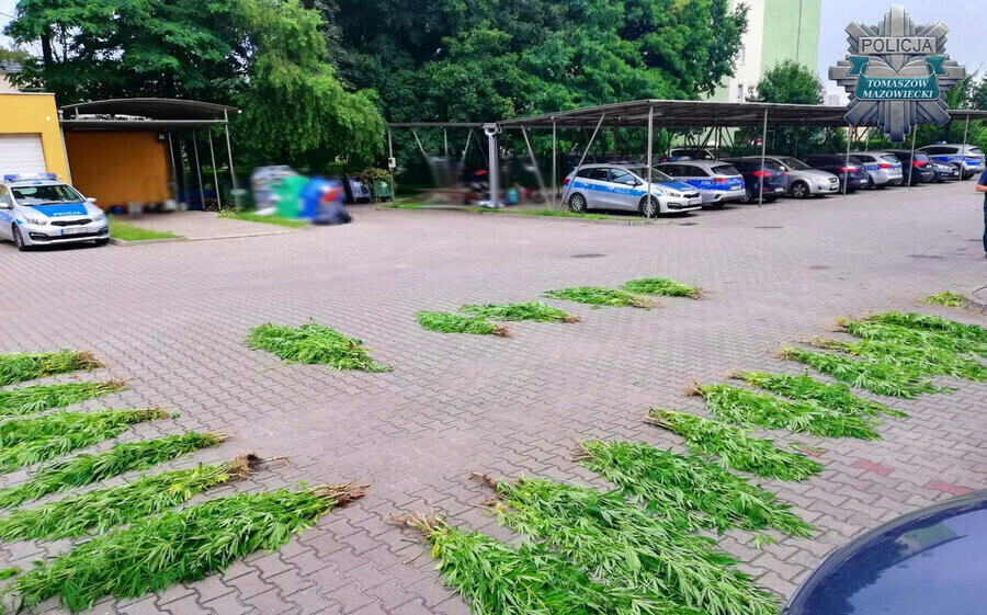 400 krzaków konopi w rękach tomaszowskich policjantów