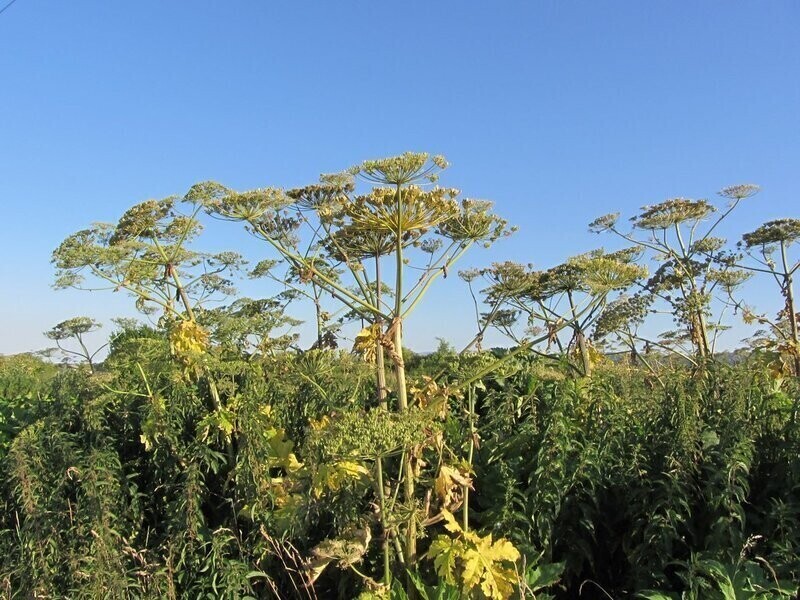 Barszcz Sosnowskiego nadal groźny