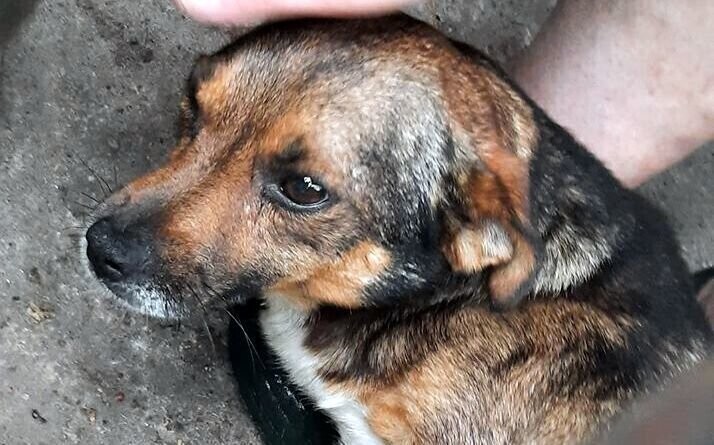 Kto strzelał do psów w powiecie tomaszowskim