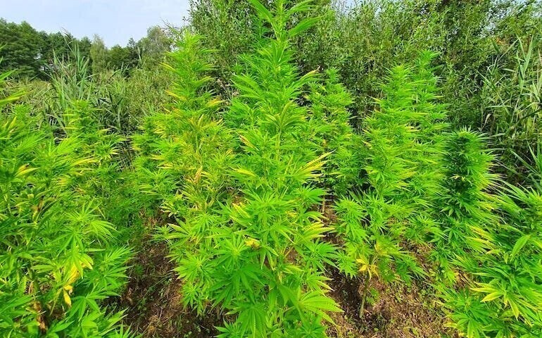 Plantacja konopi zlikwidowana przez policjantów