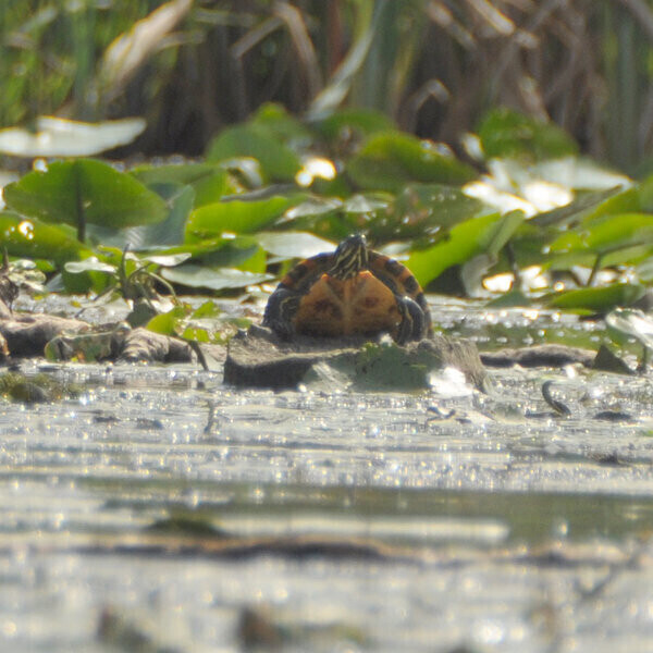 Żółw żółtobrzuchy w Zalewie Cieszanowickim