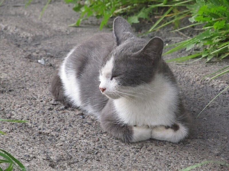 Zbiórka dla ratowania bezdomnych zwierząt