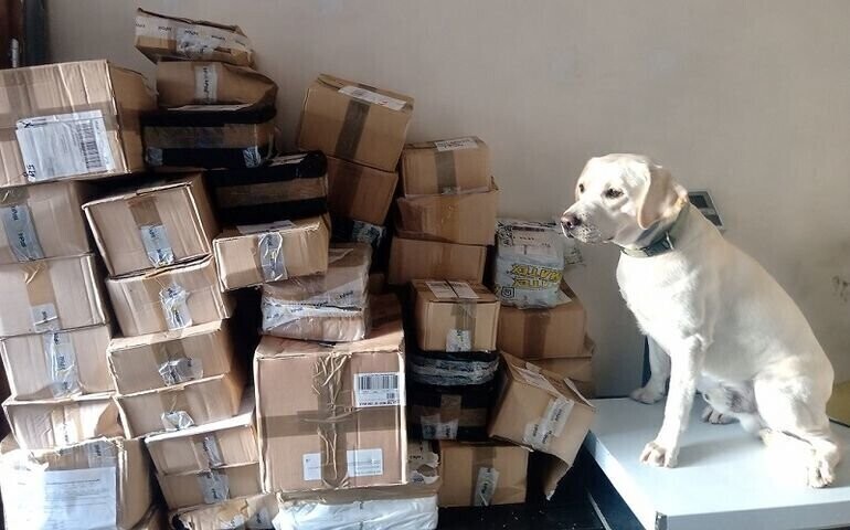 Labrador pomógł w przejęciu kontrabandy