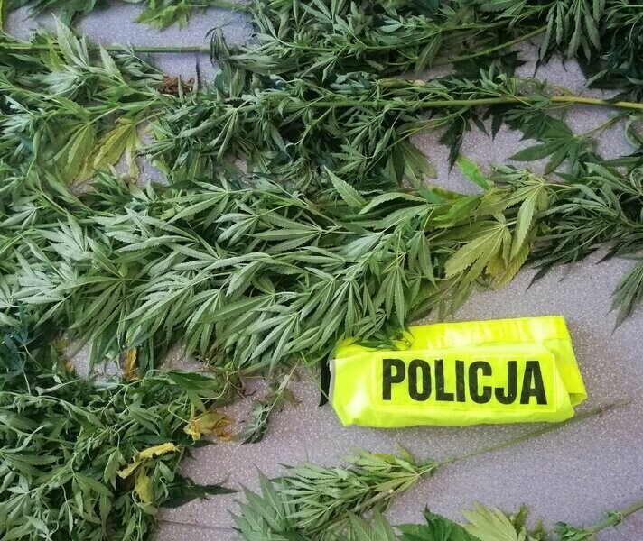 Policjanci zlikwidowali plantację marihuany