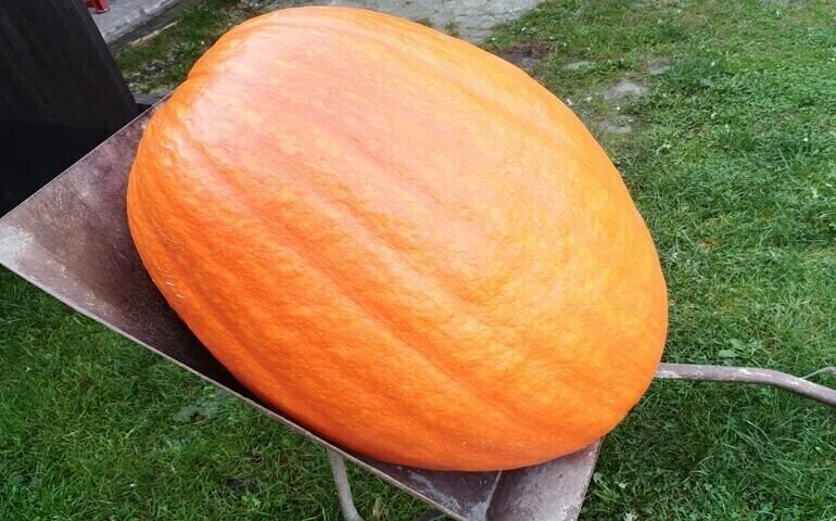 Dynia-olbrzym wyrosła w Bujnach