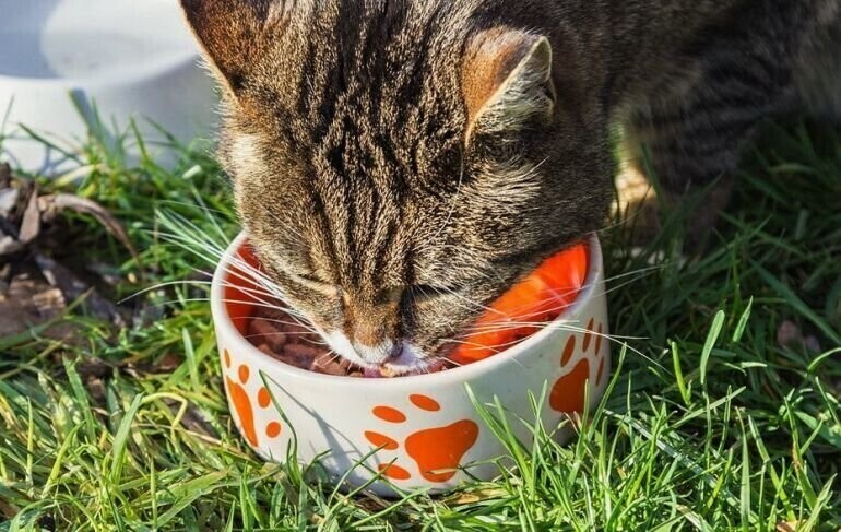 W Piotrkowie atakują karmicieli kotów