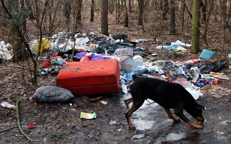 Prace nad surowszym karaniem śmiecących w lasach są bardzo zaawansowane