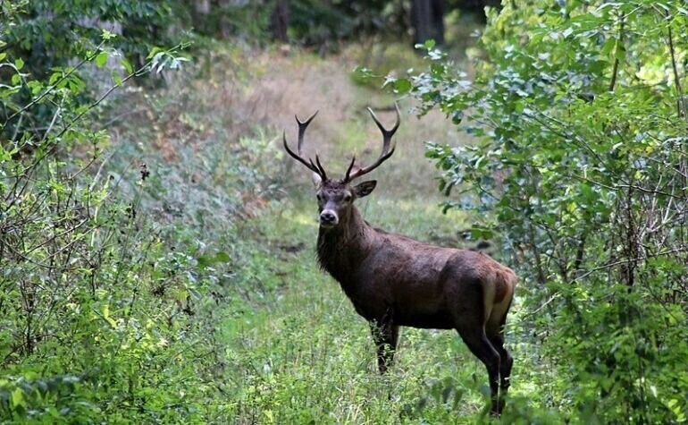40-letni myśliwy nielegalnie odstrzelił jelenia. Grozi mu nawet 8 lat więzienia