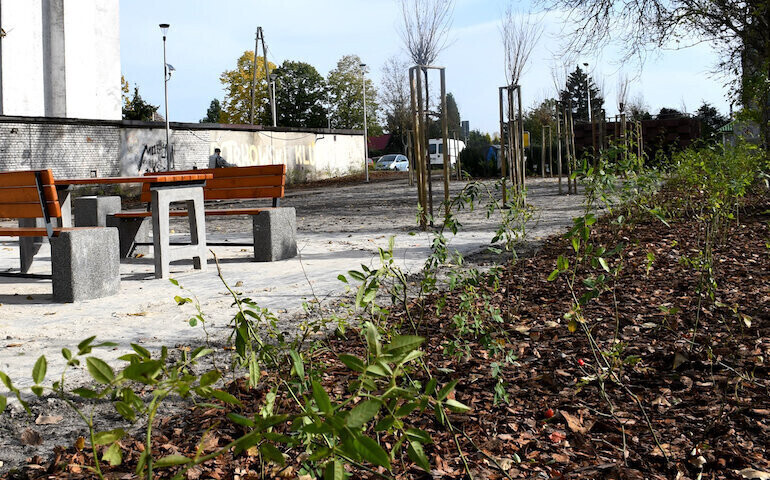 Skwer dzikich róż na osiedlu Wyzwolenia