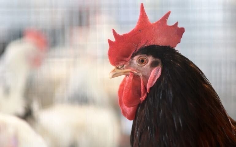 W ciągu 2-3 tygodni nowy projekt PiS ws. piątki dla zwierząt