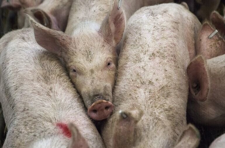 Hodowcy trzody chlewnej i pracownik Agencji Rynku Rolnego wyłudzili ponad 1 mln dotacji