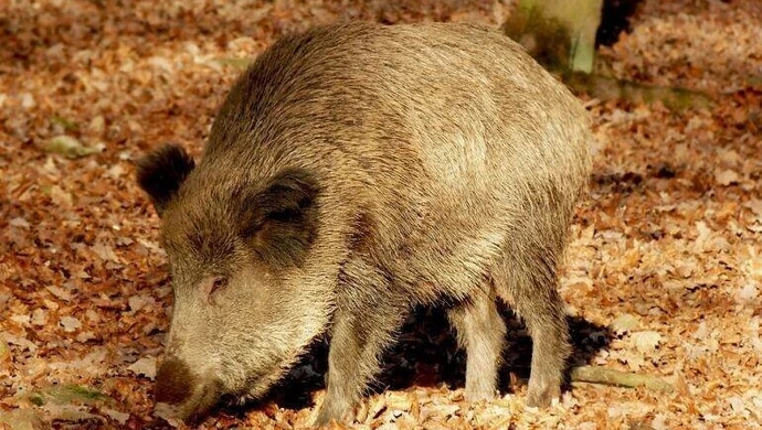 Odstrzał dzików konieczny do skutecznej walki z ASF?