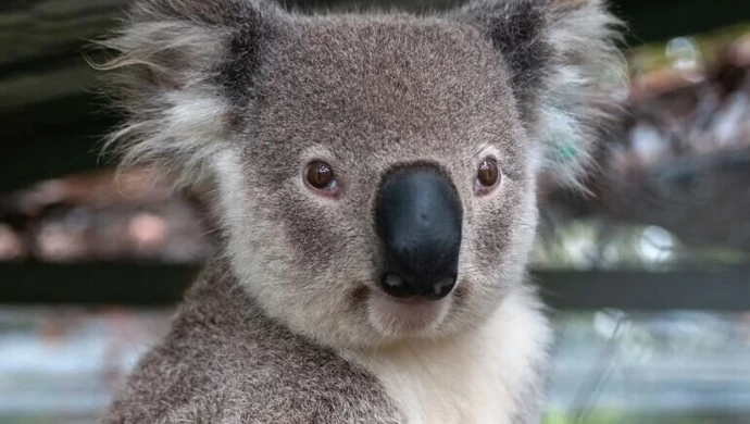 Uczniowie z Gomulina adoptowali koalę