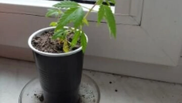 Do 3 lat więzienia za sadzonkę na parapecie