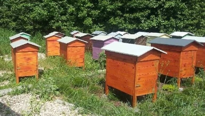 W Bieżywodach padło kilkaset tysięcy pszczół