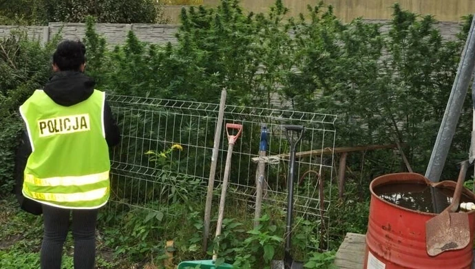 Piotrków: Policja zlikwidowała dwie plantacje marihuany