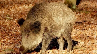 Odstrzał dzików konieczny do skutecznej walki z ASF?