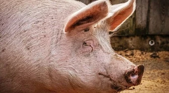 Rolnicy, którzy zrezygnują z hodowli, dostaną premie