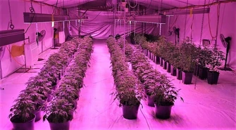 Policjanci zlikwidowali plantację marihuany