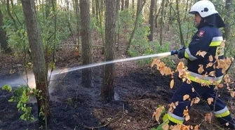 Rośnie zagrożenie pożarowe. Czy konieczny będzie zakaz wstępu do lasów?