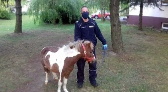 Policjanci szukali właściciela kucyka