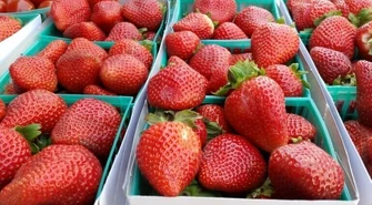 Ulubionymi owocami Polaków są truskawki, a warzywami - pomidory