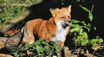 Pomogli w przeprowadzce... lisa