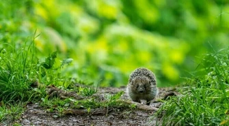 To, co złe dla ekosystemu, jest dobre dla pandemii