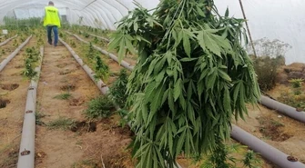 Plantacja marihuany zlikwidowana przez piotrkowskich policjantów