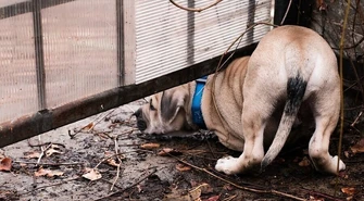 Będą kary za nieupilnowanie czworonogów