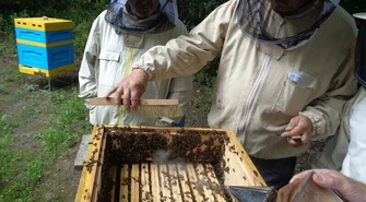 Pszczelarze z Sulejowa