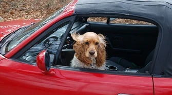 Chroń zwierzaka przed przegrzaniem