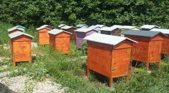 W Bieżywodach padło kilkaset tysięcy pszczół