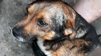 Kto strzelał do psów w powiecie tomaszowskim?