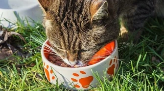 W Piotrkowie atakują karmicieli kotów