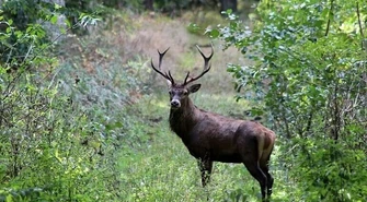 40-letni myśliwy nielegalnie odstrzelił jelenia. Grozi mu nawet 8 lat więzienia