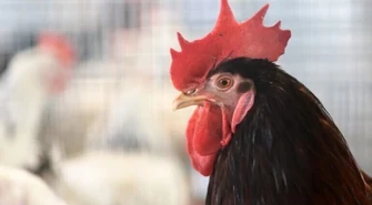 W ciągu 2-3 tygodni nowy projekt PiS ws. "piątki dla zwierząt"