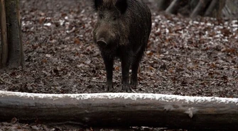 Będzie kolejny sanitarny odstrzał dzików