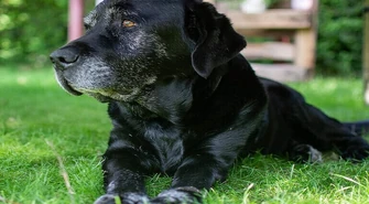 Blacky przeszedł na emeryturę