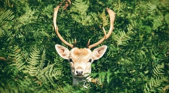 Pijanego kierowcę zatrzymał... jeleń