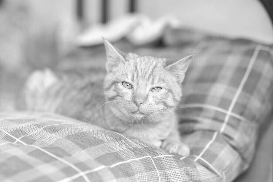 Kociak nie przeżył powitania Nowego Roku