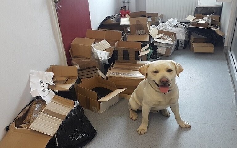 Czworonożni funkcjonariusze wykryli narkotyki i tytoń