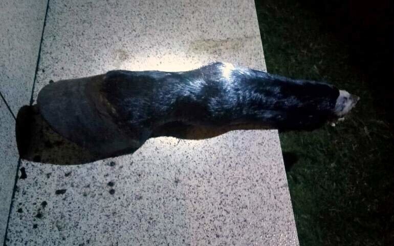 Groźba czy nieprzemyślany żart Noga konia na schodach domu w Sulejowie