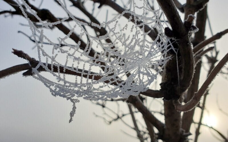 Szron przystroił Piotrków zdjęcia