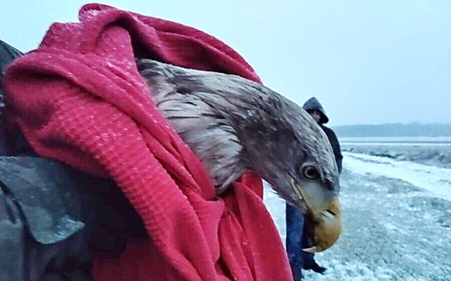 Strażnicy leśni ratowali rannego bielika