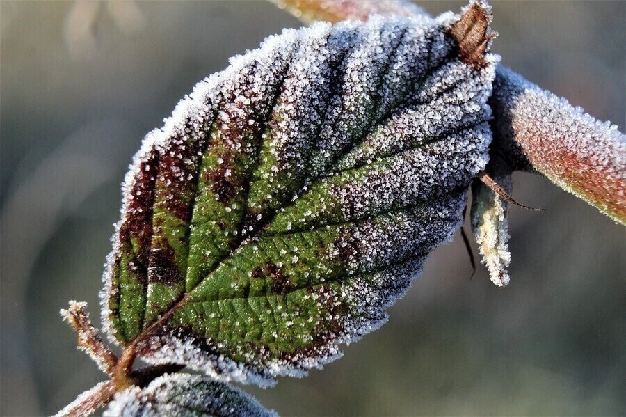 Jaka pogoda na święta