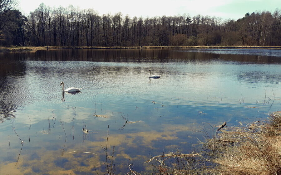 Stawy w Wygodzie znów pełne wody