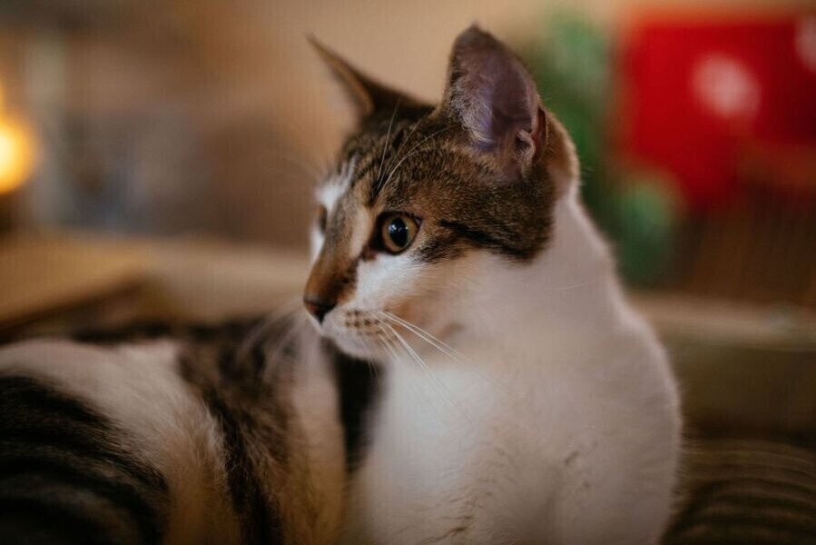 Koronawirus SARS-CoV-2 może przenosić się z ludzi na koty