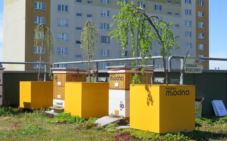 Pszczoły na dachu Focus Mall mająsiędobrze